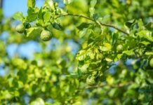 Учёные из Греции выявили эффективность бергамота для печени