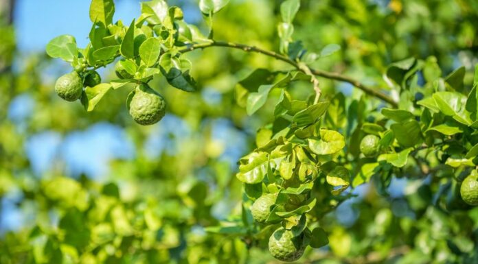 Учёные из Греции выявили эффективность бергамота для печени