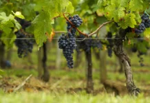 Легендарный виноградник Средневекового Кипра