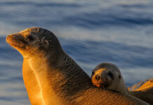 В Греции редкие тюлени-монахи прячутся в пещерах из‑за массового туризма