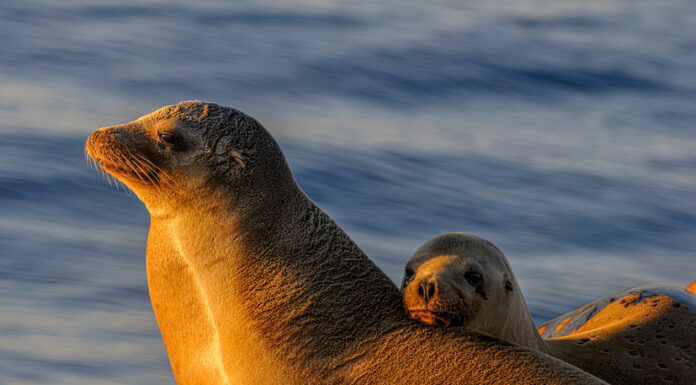 В Греции редкие тюлени-монахи прячутся в пещерах из‑за массового туризма