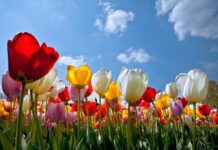 Весенние фестивали Кипра