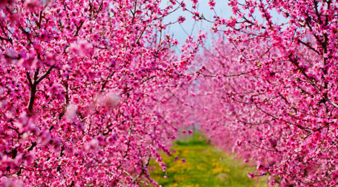 Греция принимает тысячи туристов, вдохновленных цветением персика